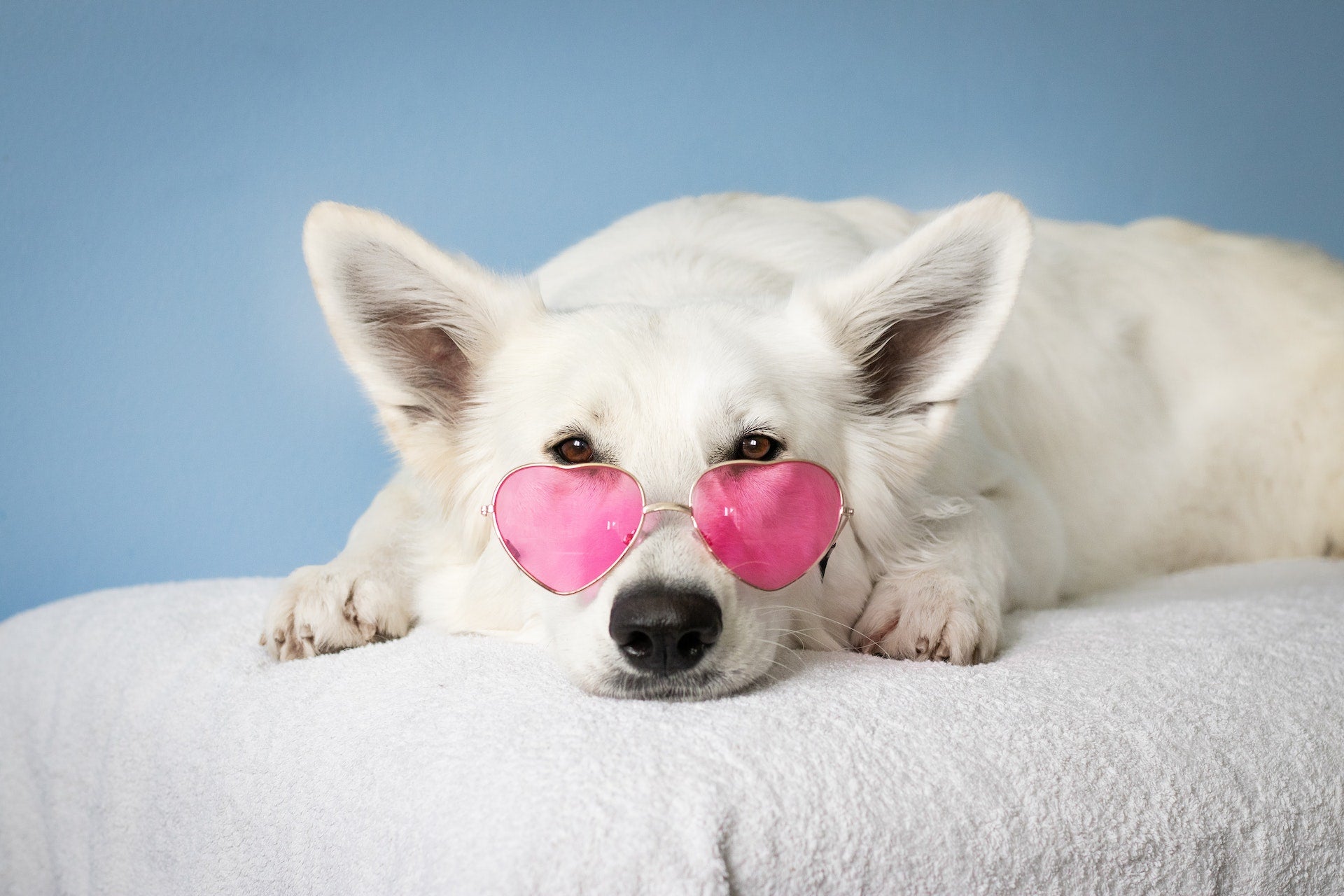white fluffy dog wearing pink heart shaped glasses